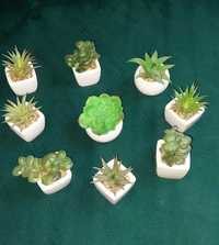Mini kaktusy z Jysk