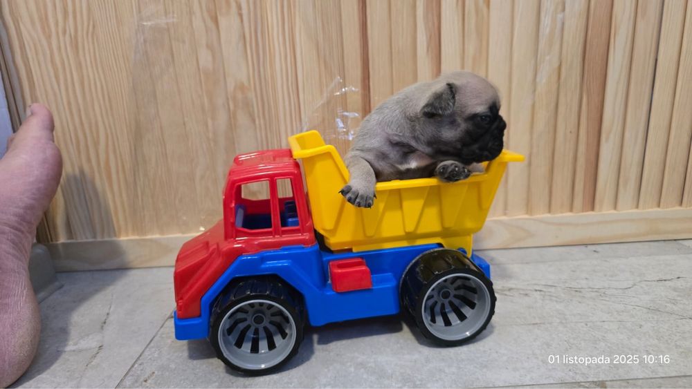 Buldog Francuski FCI