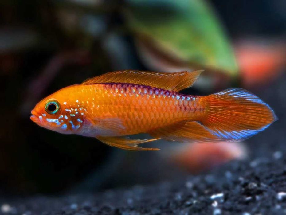 Apistogramma Agassizii "Fire Red"