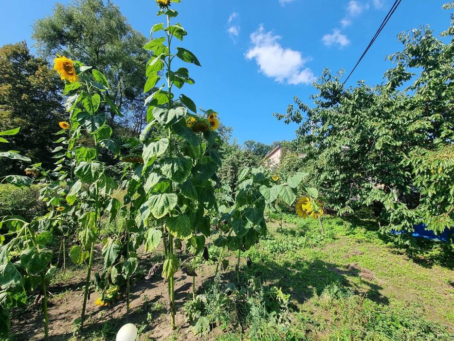 Dom wolnostojący w Wyszoborze