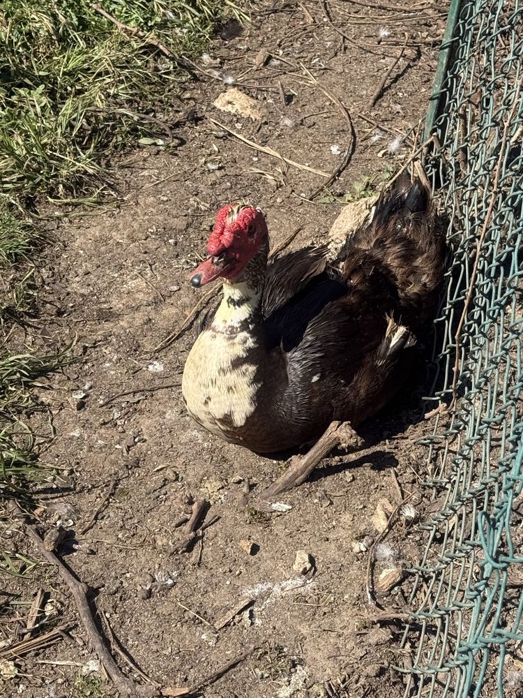 Patos mudos machos vivos e ovos de patas