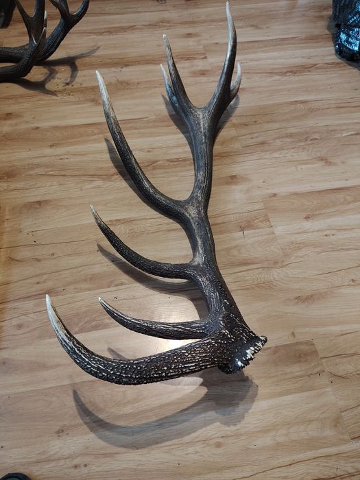 Poroże jelenia zrzuty mylkusy