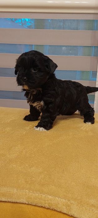 Suczka Yorkshire terrier Black