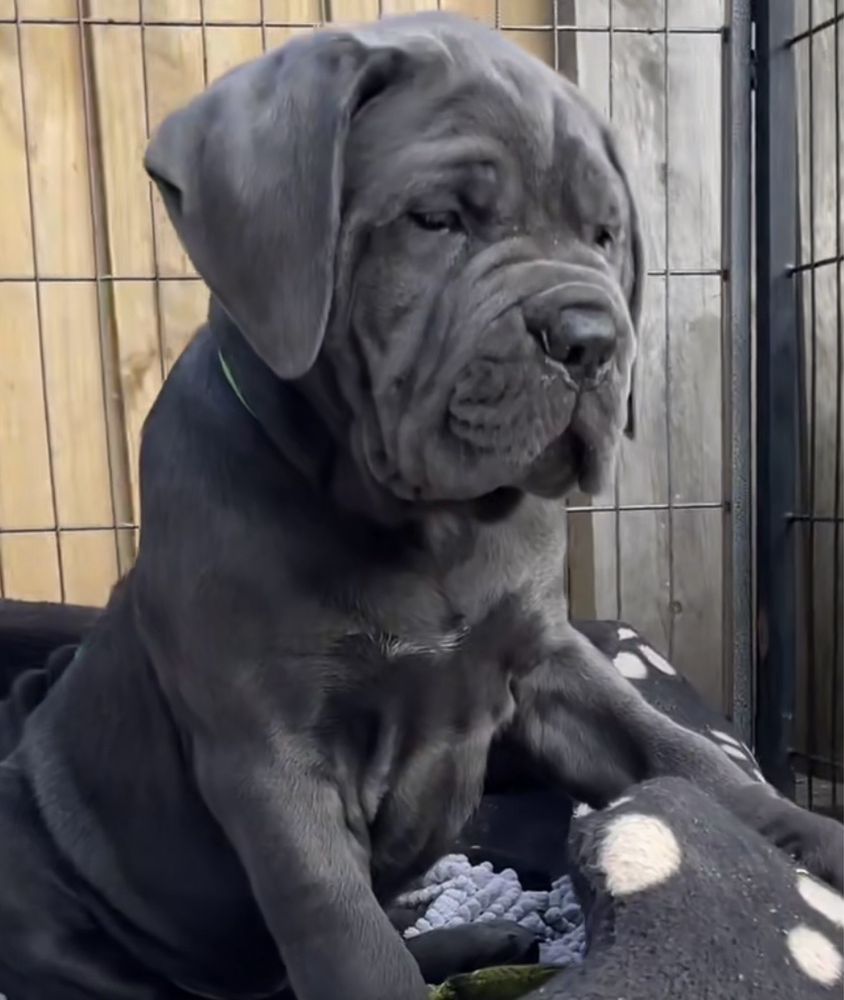 Звичайно щастя Львівському питомнику-Cane corso