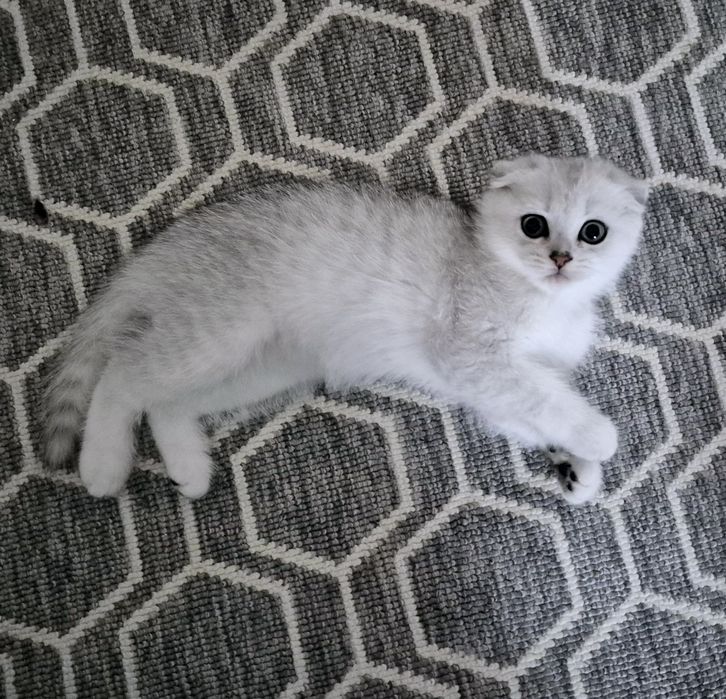 Шотландский котёнок мальчик серебристая шиншилла шиншила фолд котята