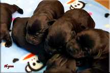 Labrador Retriever  czarny piesek ZKwP/FCI