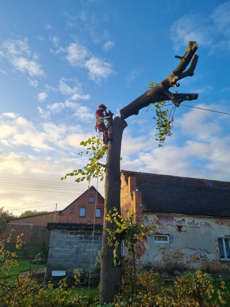 Wycinka i pielęgnacja drzew metodą alpinistyczną