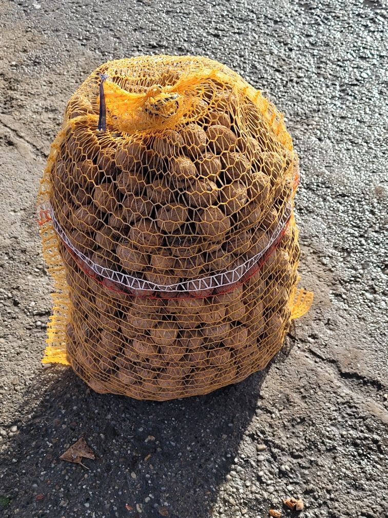 Sprzedam orzechy włoskie I laskowe pakowane po 10kg w workach.