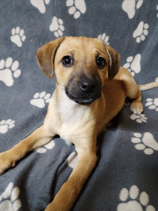 Witam,mam do oddania suczke za darmo