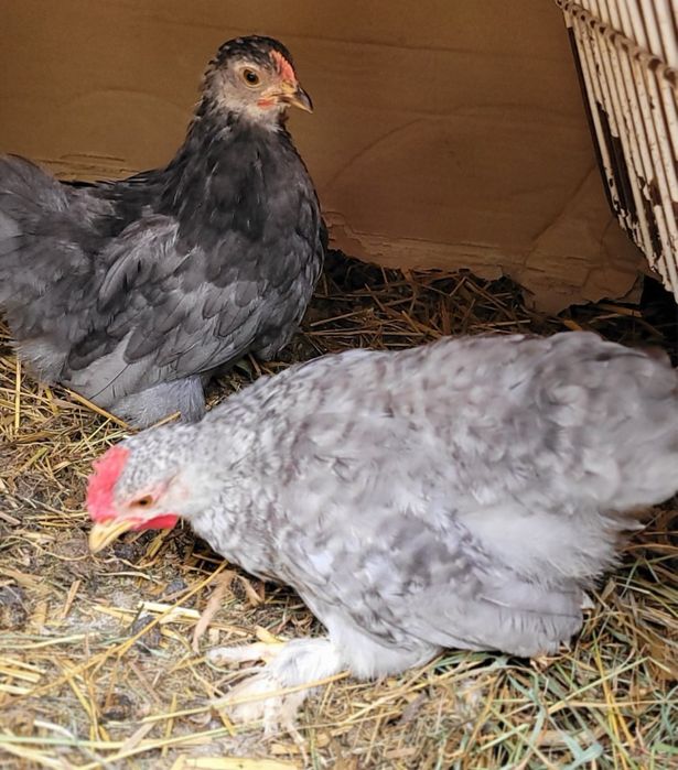 Kochiny kurki/Karzełki łapciate