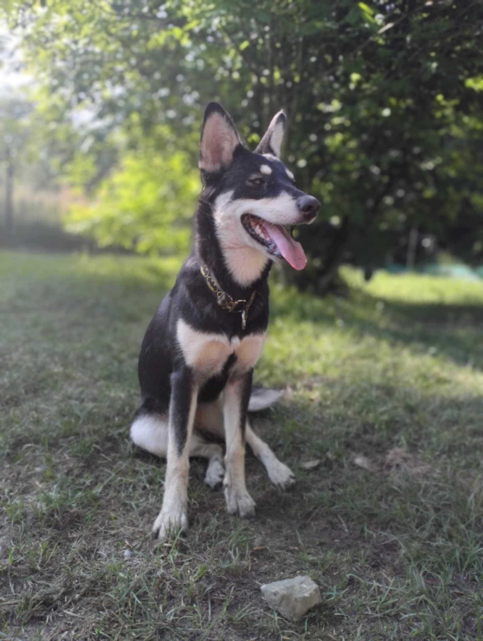 Półroczna suczka mix husky szuka domu