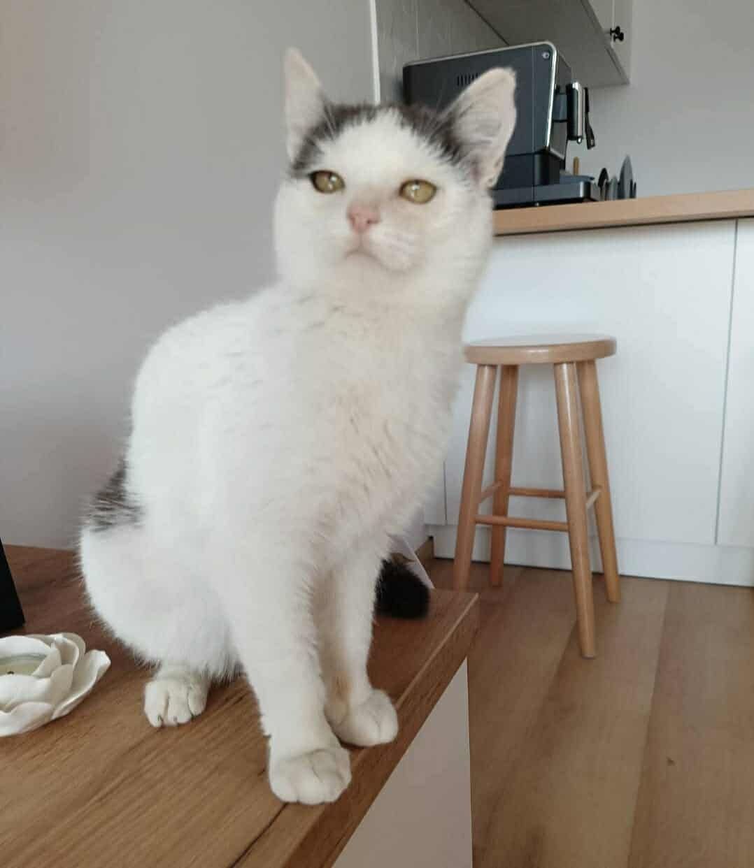 Młoda, ufna koteczka do adopcji