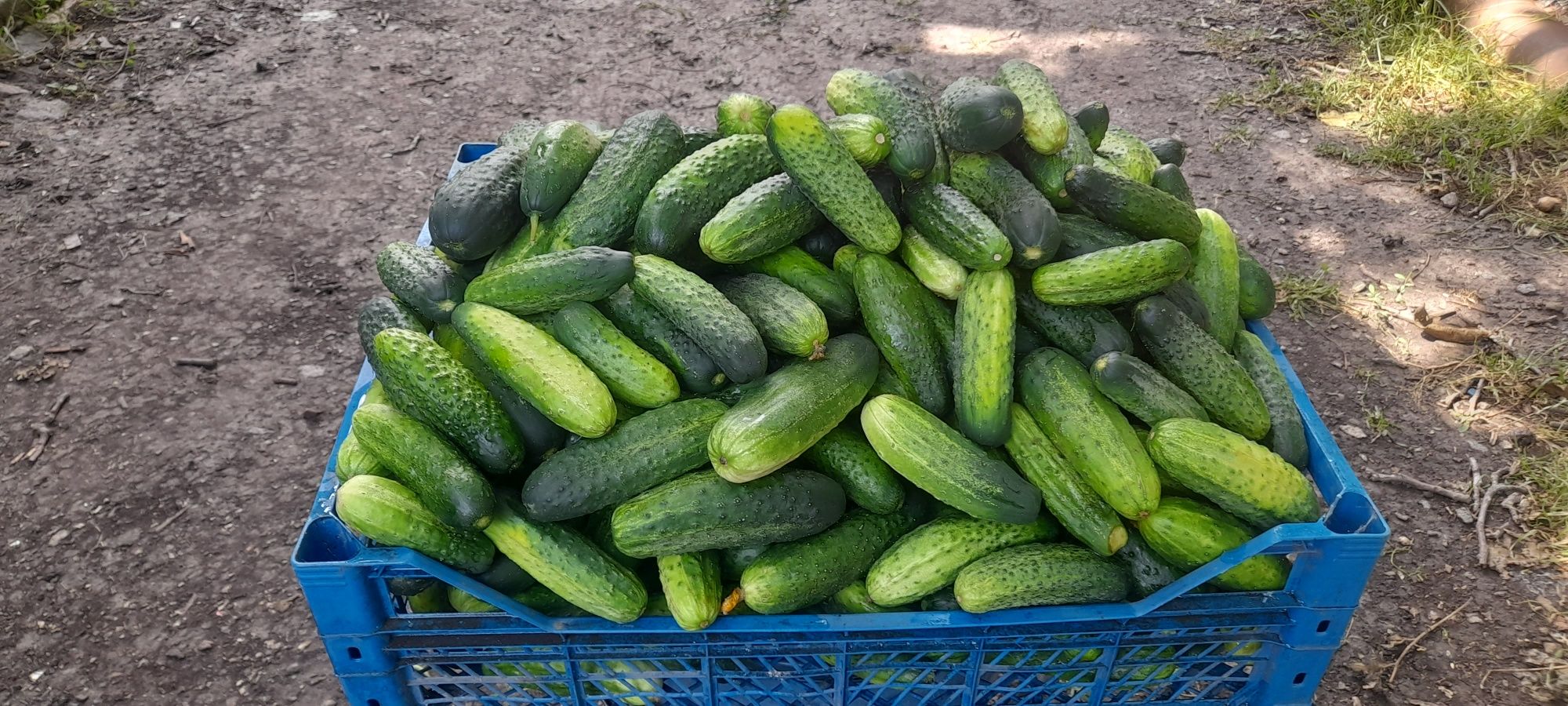 Продам Огірки домашні.
