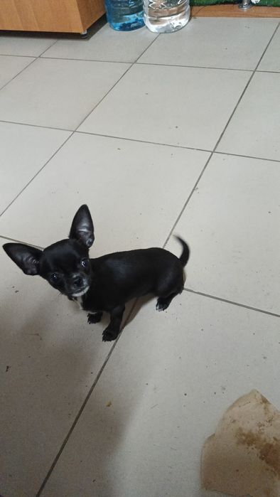 Маленькая девочка чихуахуа мини сделано все прививки ветпаспорт