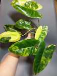 Philodendron Burle Marx Variegata