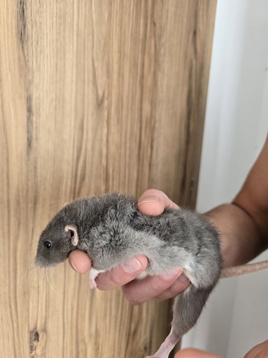 Oddam szczurki szczury dumbo 8 miesięcy w dobre ręce
