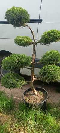 Bonsai, drzewka formowane