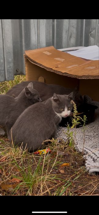 Котики шукають дім