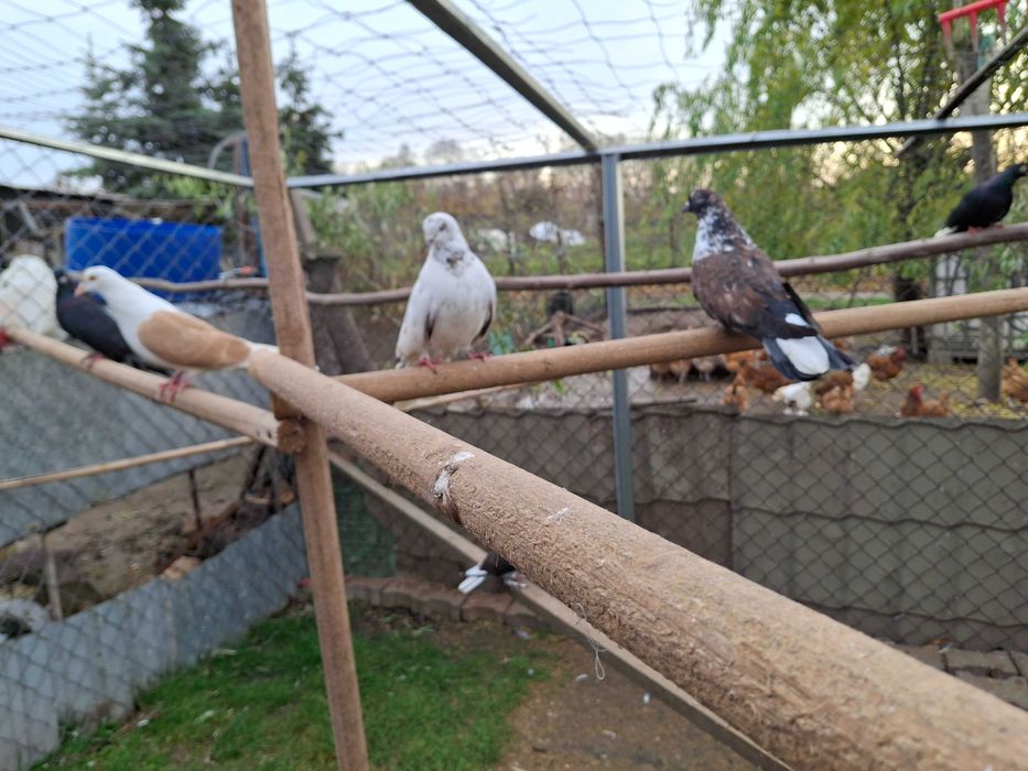 Orlik lubelski smce i samice