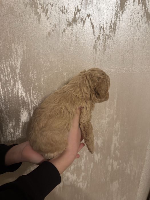 Bichpoo, bichon frise i pudel red