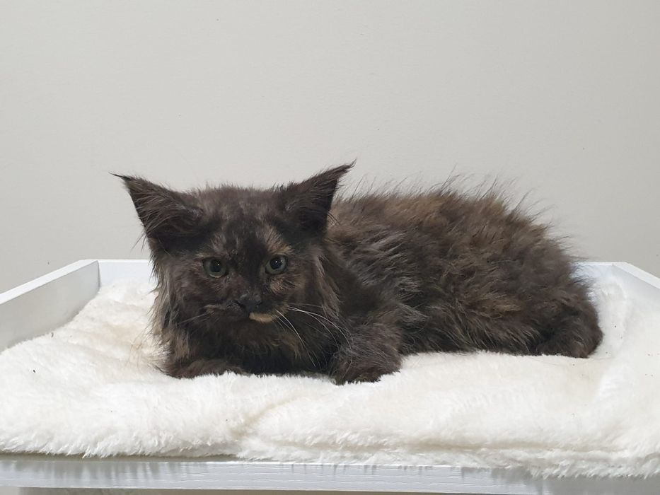 Maine coon fêmea com Lop