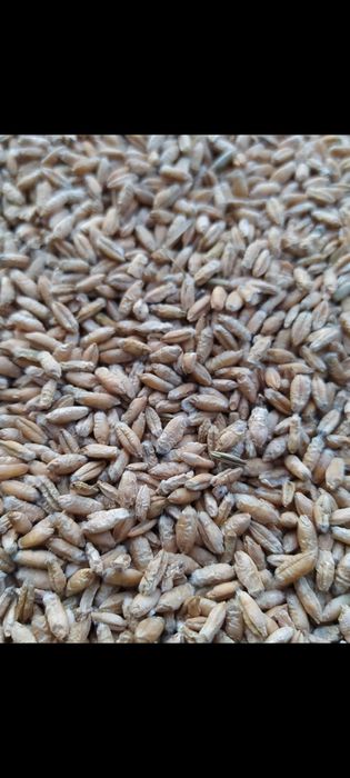 Pszenżyto ozime 2025