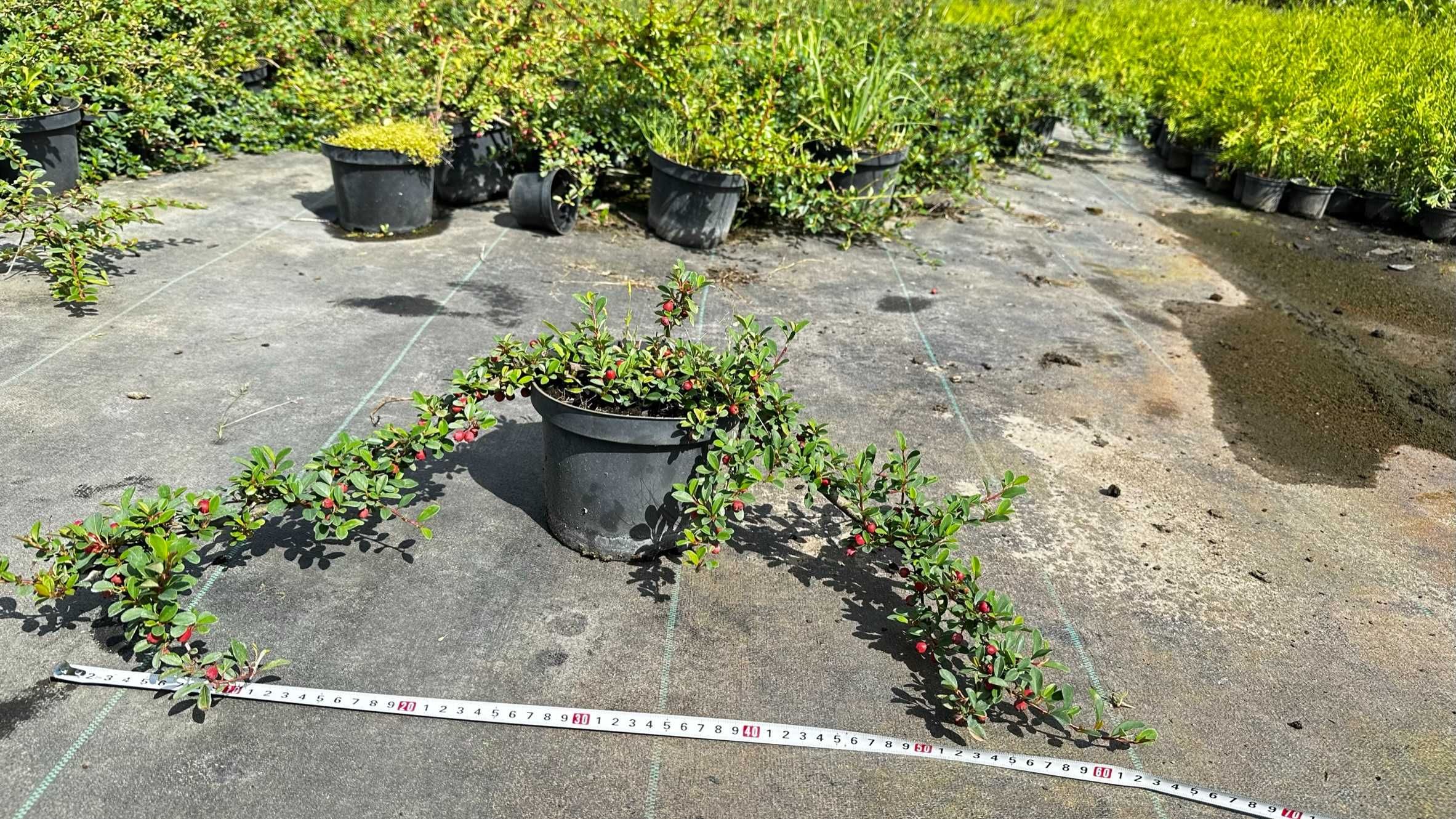 Irga płożąca; Cotoneaster horizontalis  , Doniczka 2L ,  DUŻA