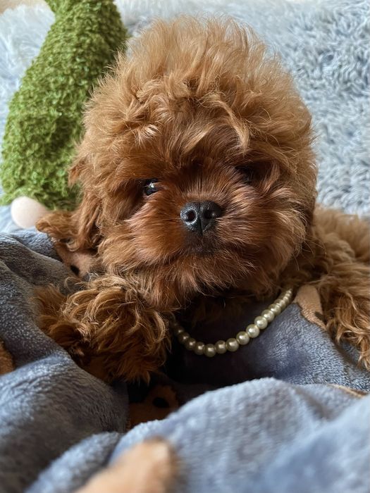 Гламурный мальчик mix мальтипу Кавапу