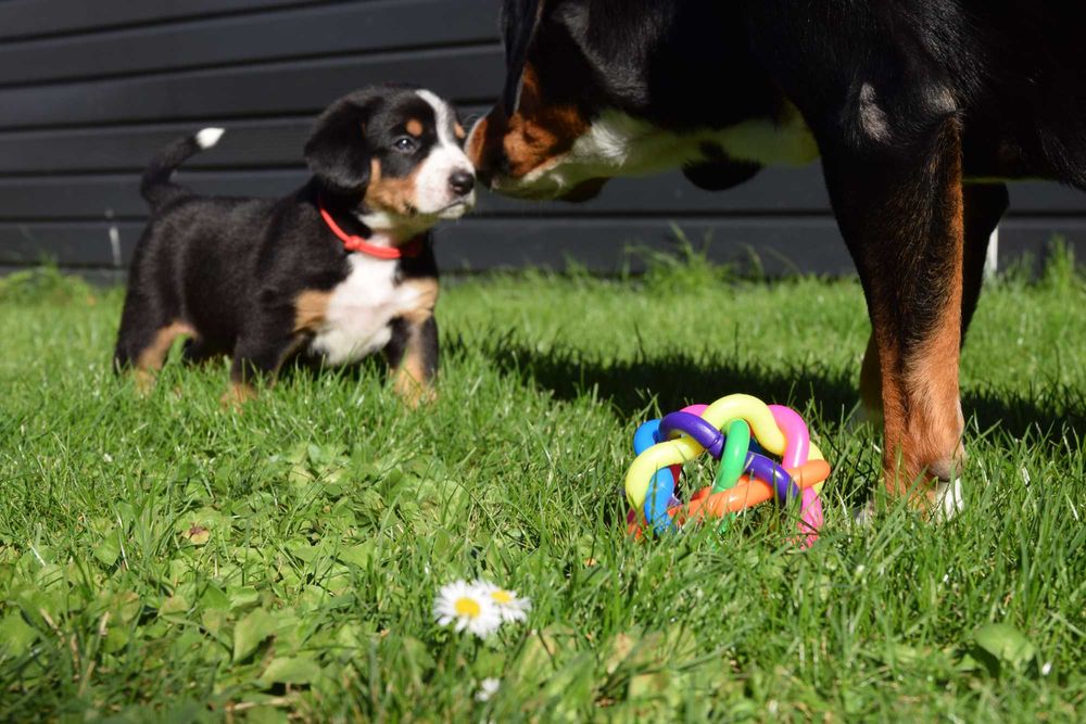 Entlebucher  FCI - piesek szczeniak na sprzedaż