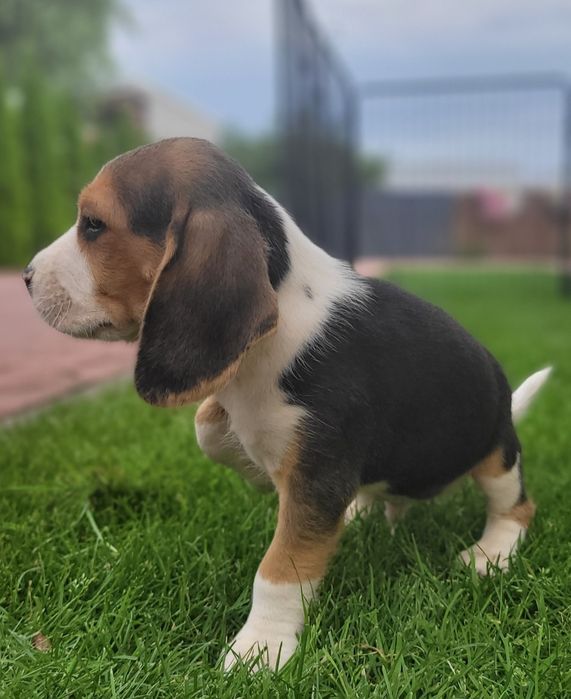 Beagle Śliczny Szczeniak Zaprasza