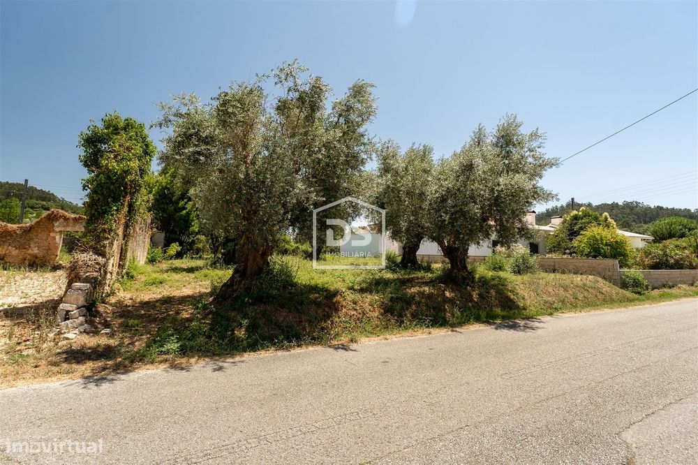 Terreno Rústico com Oliveiras Centenárias – Charme e Tradição no Coraç