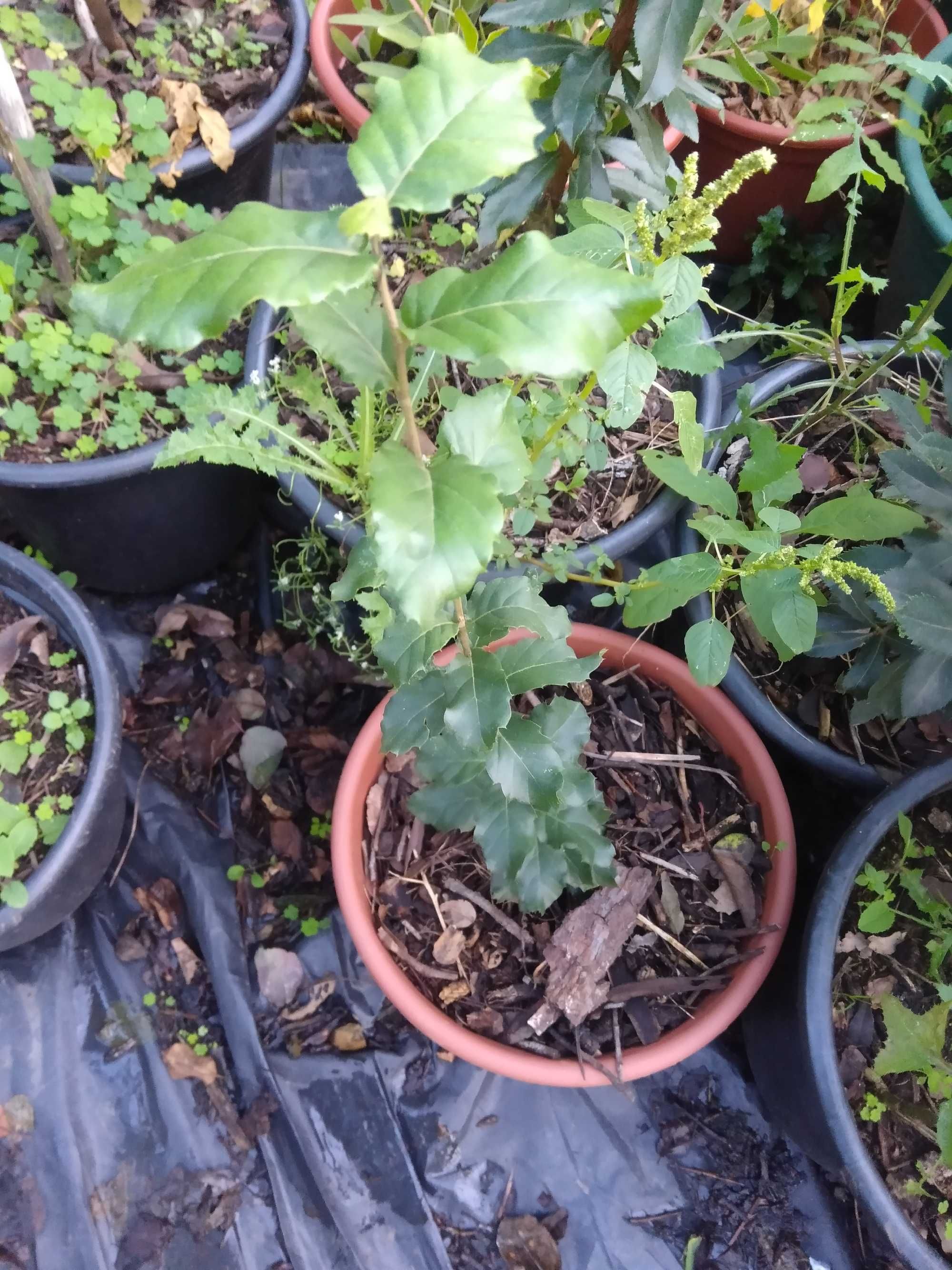 Azevinho (Ilex Aquifolium)