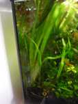 Valisneria Gigantea 40 cm