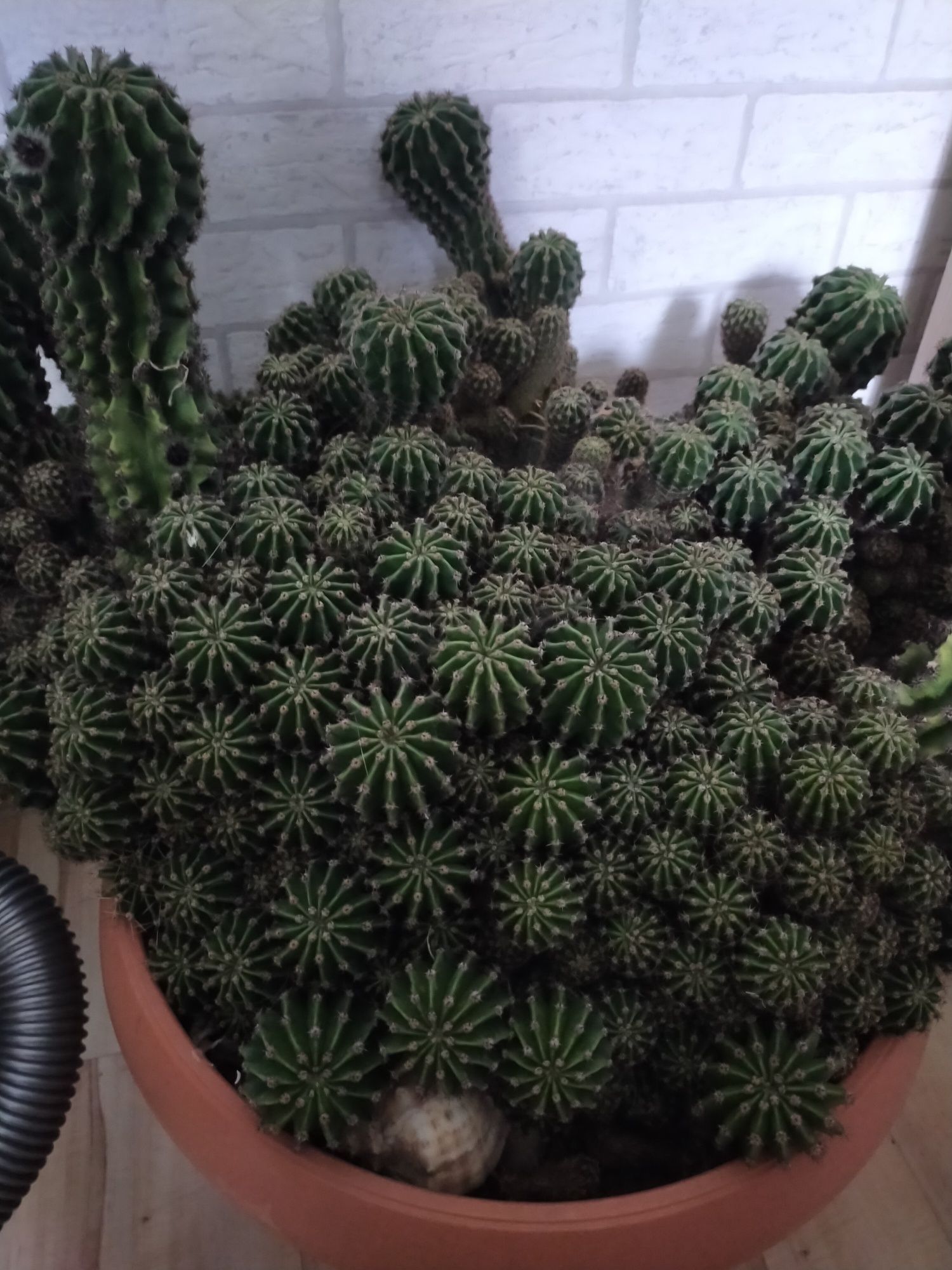 Kaktus echinopsis tubiflora