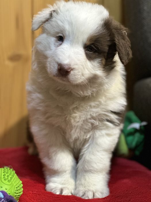 Border collie unikatowy piesek