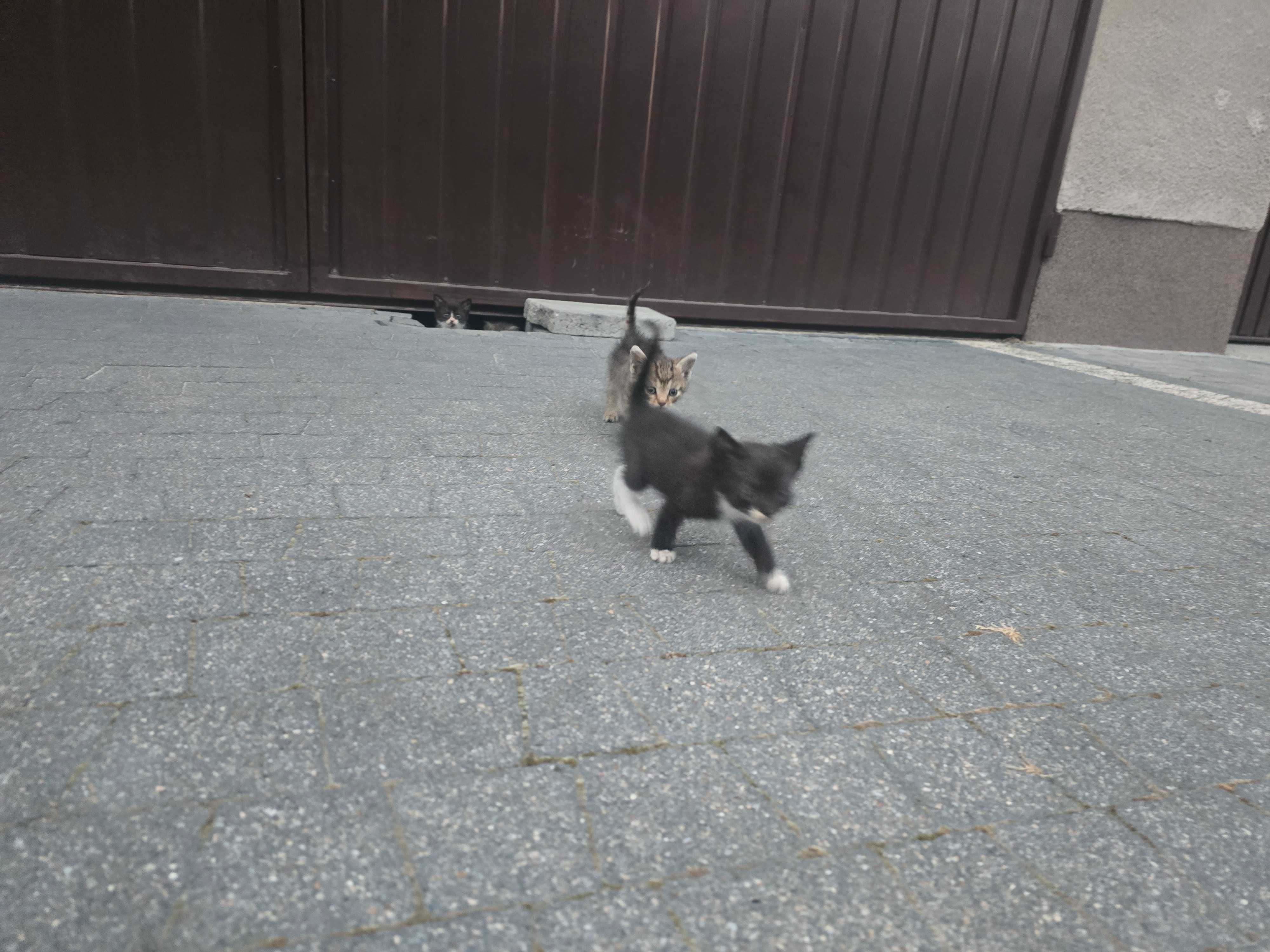 Oddam kotka w dobre ręce