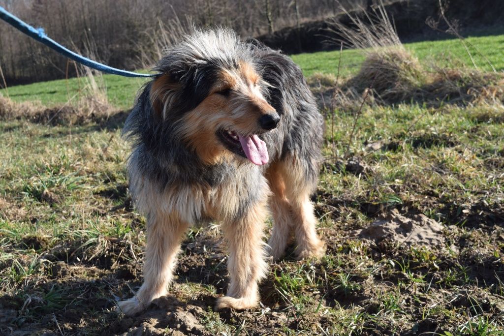 Momo 10 miesięczny, 40 kg szuka domu