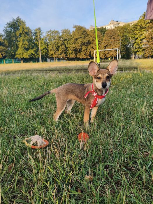 Чудова дівчинка шукає родину!
