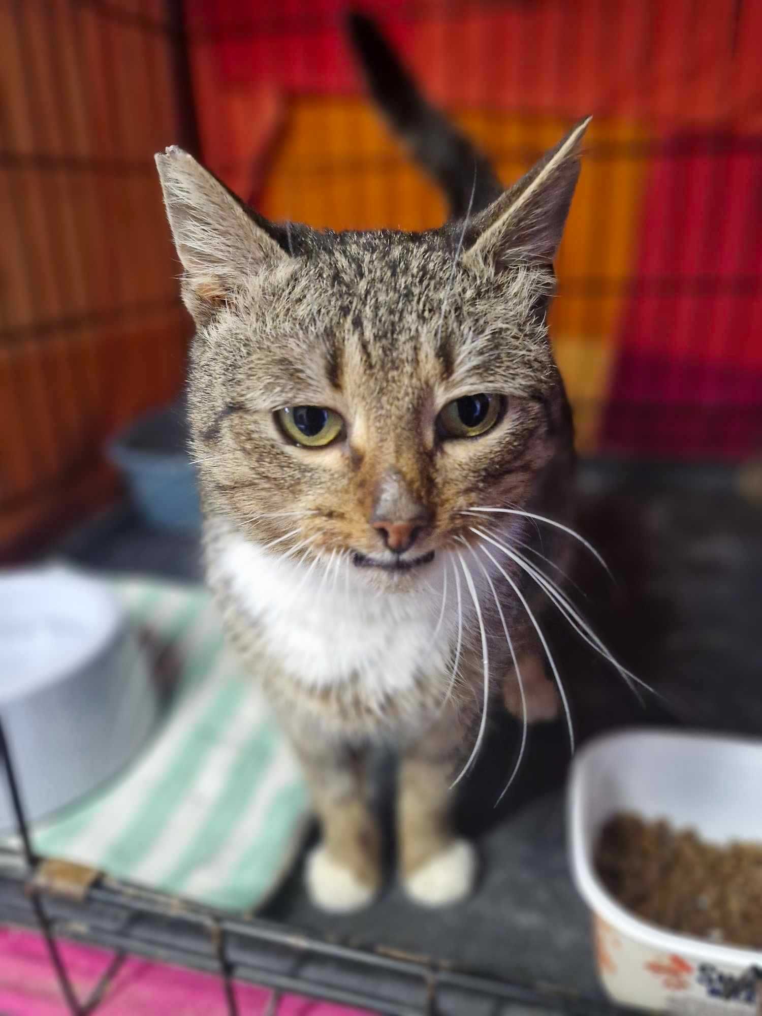 Kotka z plazmocytarnym zapaleniem jamy ustnej :( DO ADOPCJI