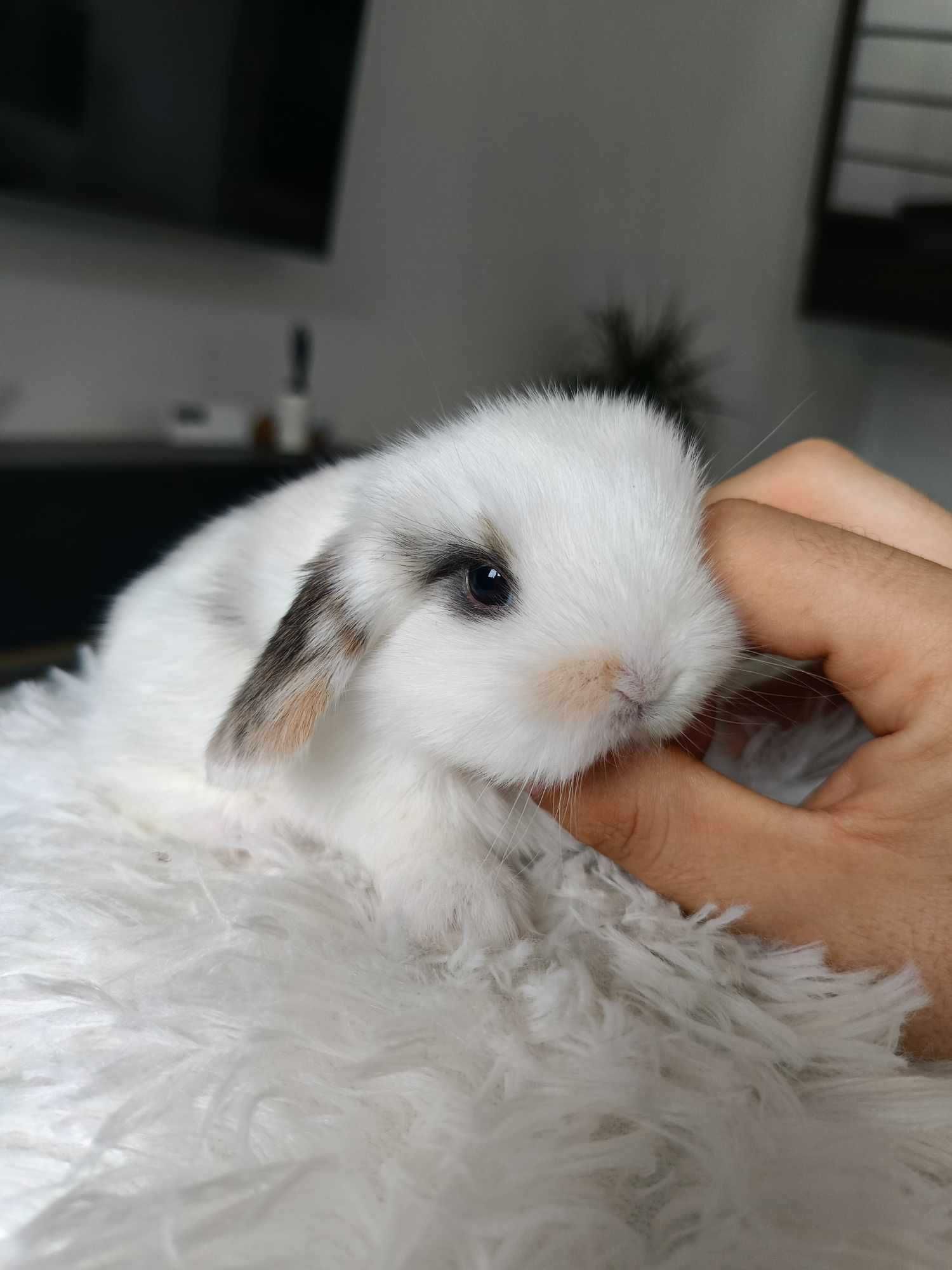 Mini lop karzełek Teddy hodowla zarejestrowana