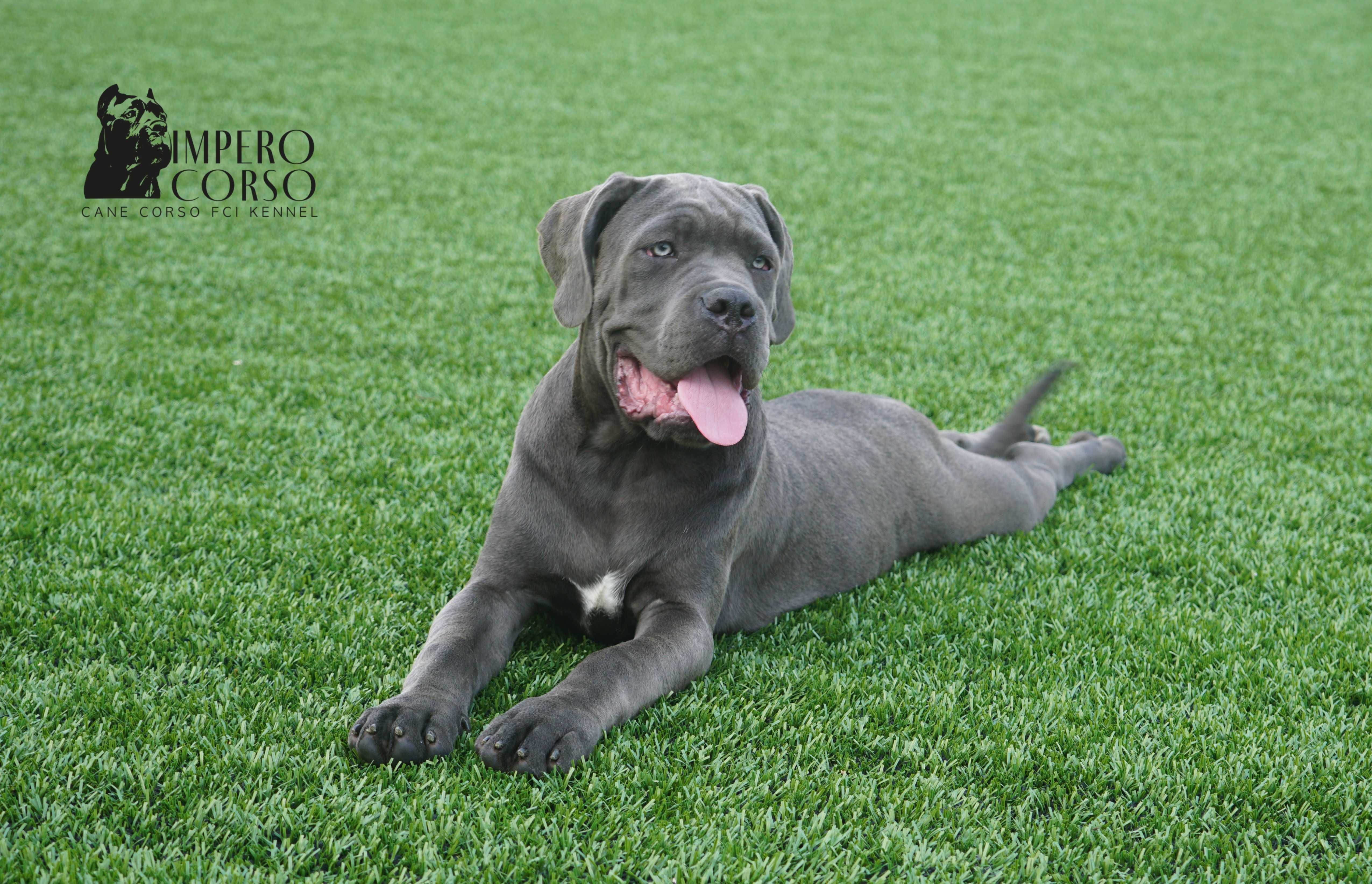 Sunia Cane Corso ZKwP / FCI