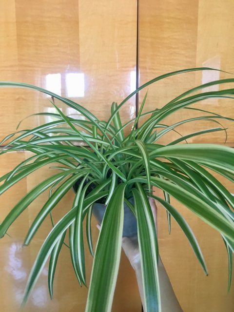 Kwiatka kwiat domowy