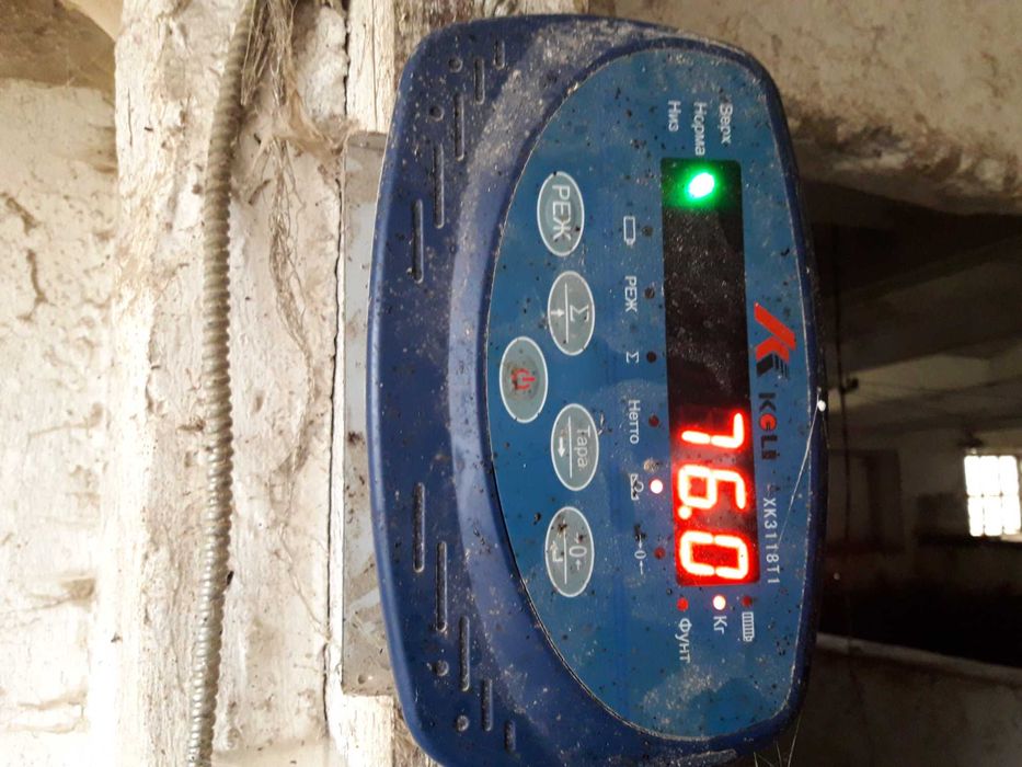 Ваги, веси, стаціонарна платформна вага для тварин