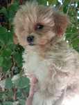 Maltipoo xxs piesek