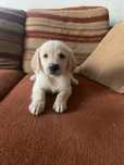 Labrador retriever femea