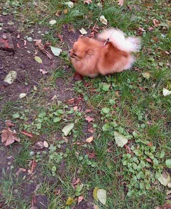 Мини девочка!  КСУ