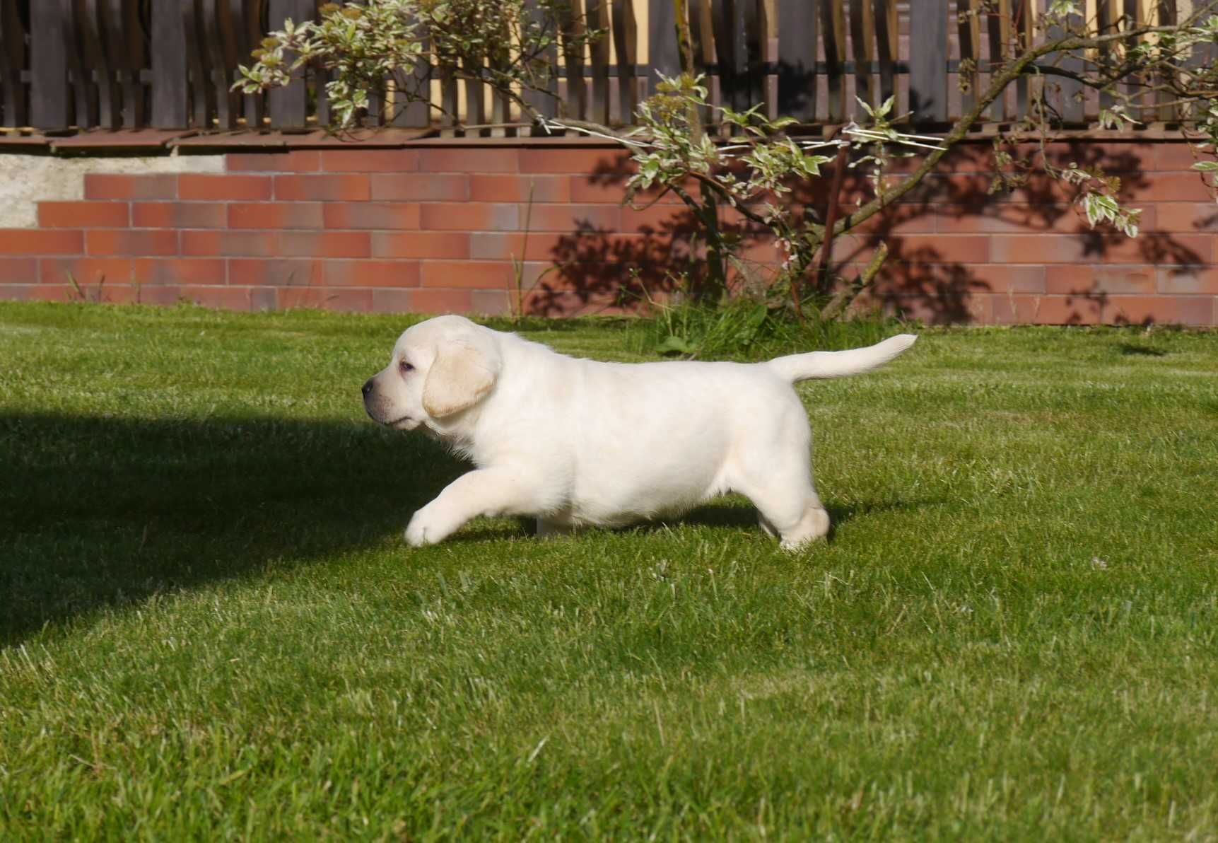 Labrador retriever - biszkoptowa suczka z rodowodem [FCI]