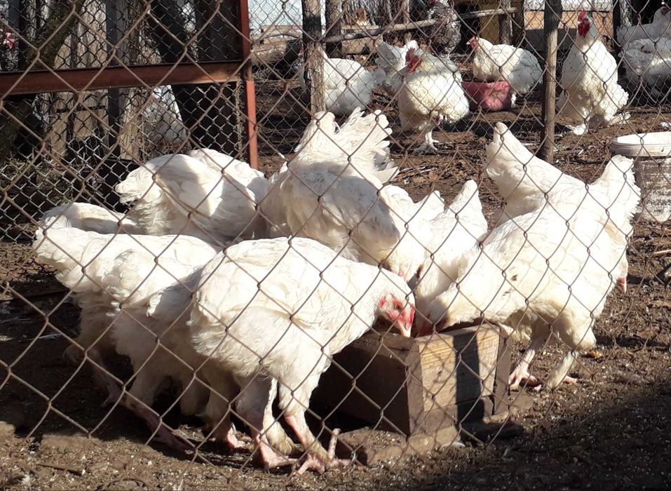 Білий малін, дорослі та курчата