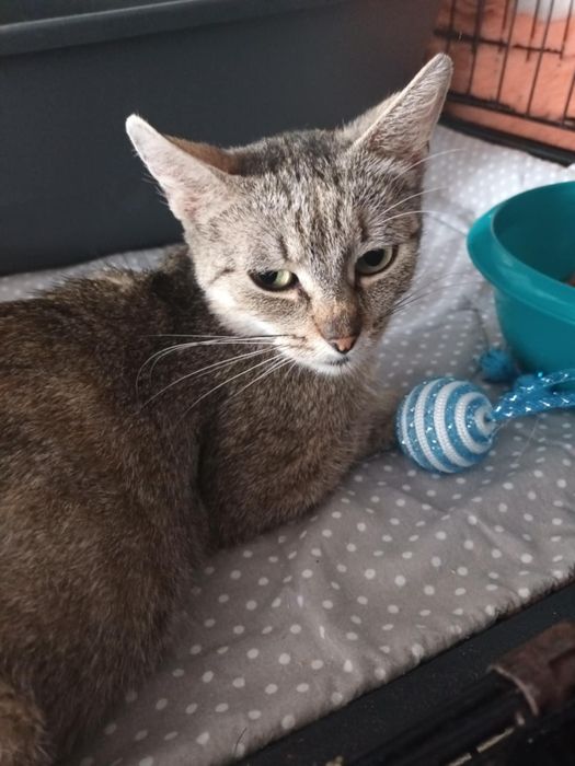 Dorosła bardzo dobra kochana cierpliwa kotka do adopcji