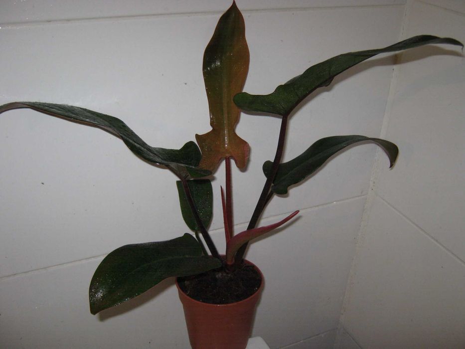 филодендрон разные сорта домашние детки укорененные черенки от150грн